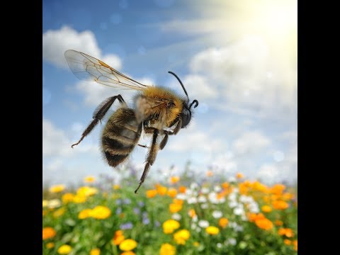 🐝 Best Honey Bee Sound Effects with Video!