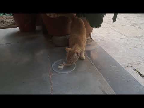 Cat#Chini# eating prongs fish#fo Lunch#