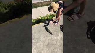 Download lagu Stumbling Upon a Huge Slug in Vancouver || ViralHog mp3