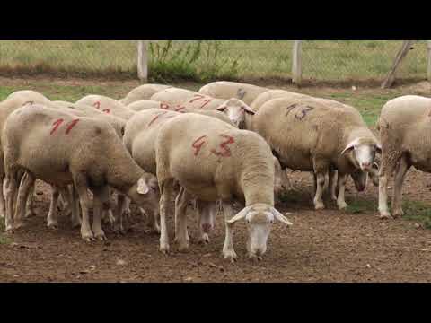 Reč struke ep. 227 13.12.2018. NAJAVA