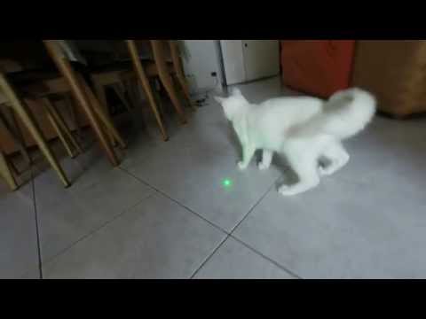 GoPro: Laser vs. Cat