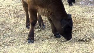 preview picture of video 'Angus calves at EBH Ranches Wood Hi division'