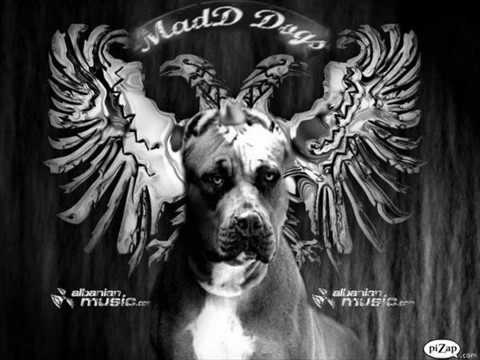 B Bami  MaDD DogS  🇦🇱 Të pëlqen 🇦🇱