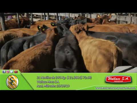 25-09-19 - Venta de Machos - Wallace Hnos. S.A. - Azul