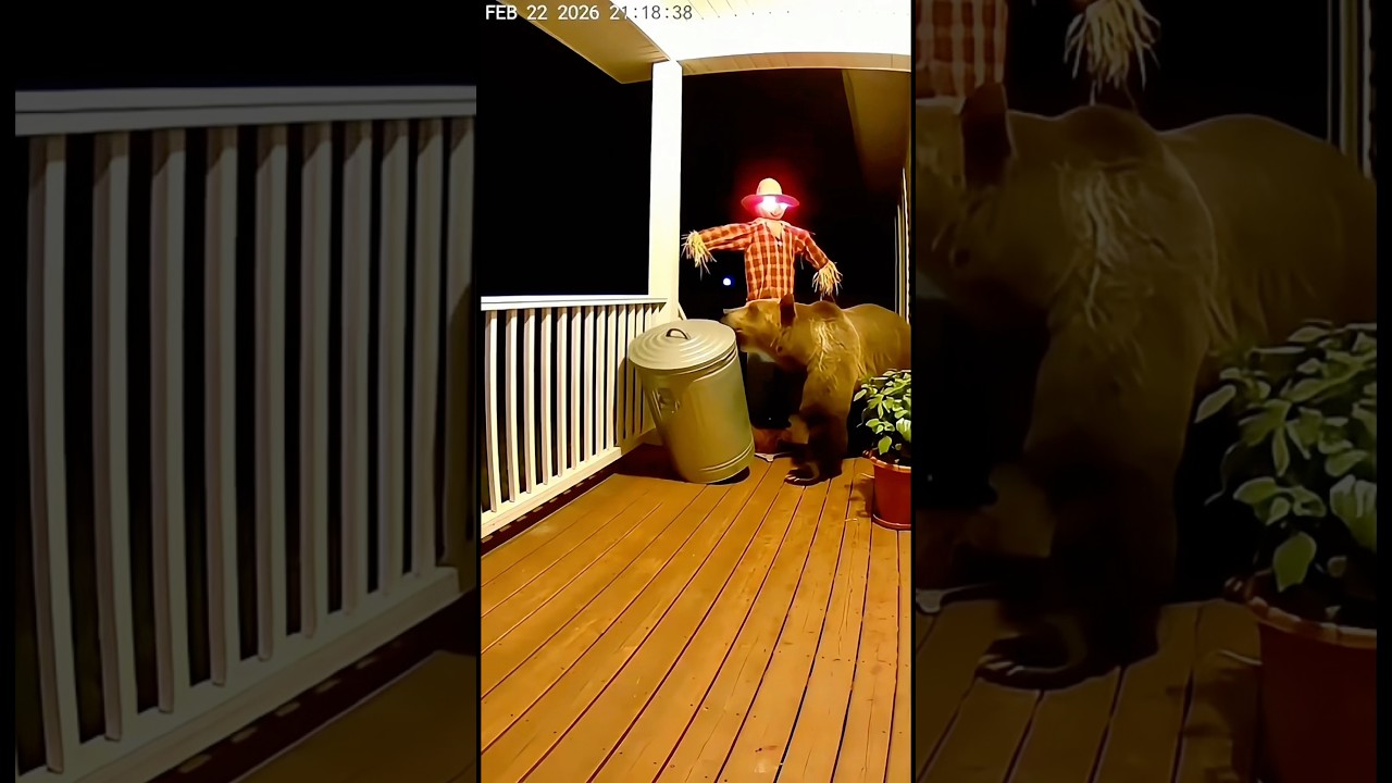 Bear Opens Trash Can... Then SCREAMS 😱🐻
