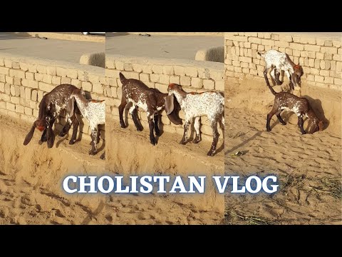 Cholistan Vlog | Location of my Upcoming New Drama | Upcoming Drama BTS | Syed Moshin Raza Gillani
