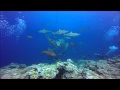 Surge & Sharks at Vertigo in Yap (1080P), Vertigo, Yap, Mikronesien