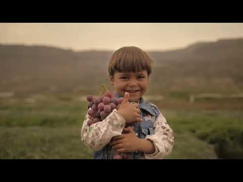 عنب اليمن |Yemeni Grapes