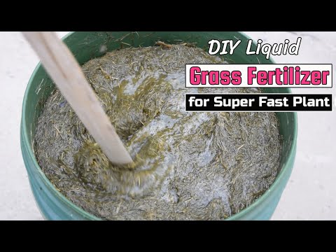 DIY Liquid Grass Fertilizer for Super Fast Plant Growth