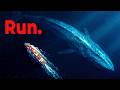 This Is What The Biggest Whale In The World Is Capable Of