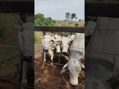 criação de gado tradicional sul Tocantins Araguaçu capital gado branco