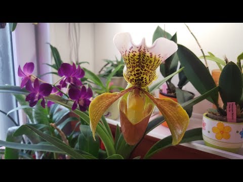 Зацвел долгожданный паф! ..и другие орхидейки )