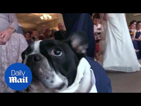 Dog saves wedding day when best man forgot their wedding rings! - Daily Mail