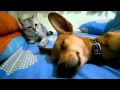 Cat Attacks Sleeping Dog Wakes Him Up