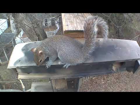 ep036 Squirrel sniffs top of nesting box and upside down