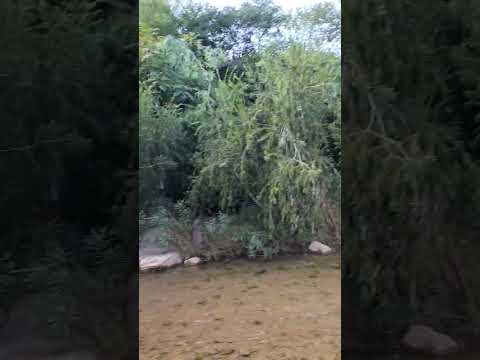 Beautiful Suburb Area of Islamabad #traveling #ytshorts#shorts