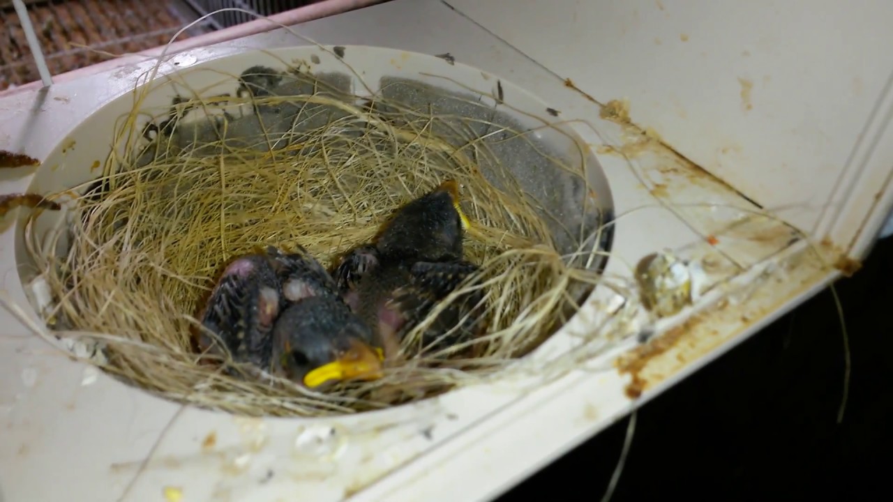 Watch gorriones cruzados con canarios #sparrow Now gorriones cruzados con canarios #sparrow