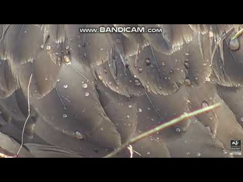 20-05-2021 08.10 #1 Hatch part 2 Dyfi C MWT Dyfi Osprey Project