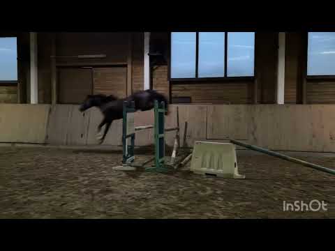 Cornet de Semilly / Cornet Obolensky / Gelding for sale 