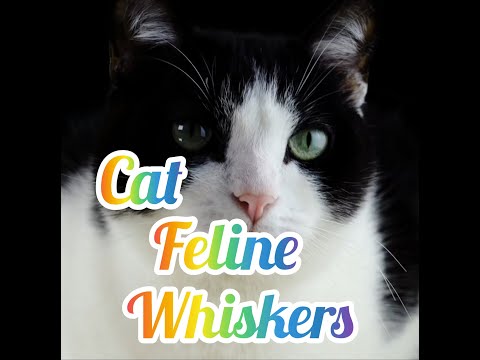 CAT FELINE WHISKERS #SHORTS