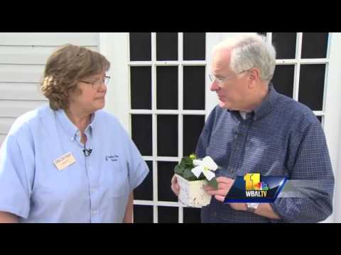 星期日園丁。春天的第一朵花 (Sunday Gardener: First flowers for spring)