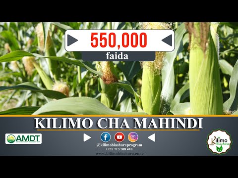 , title : 'KILIMO CHA MAHINDI'