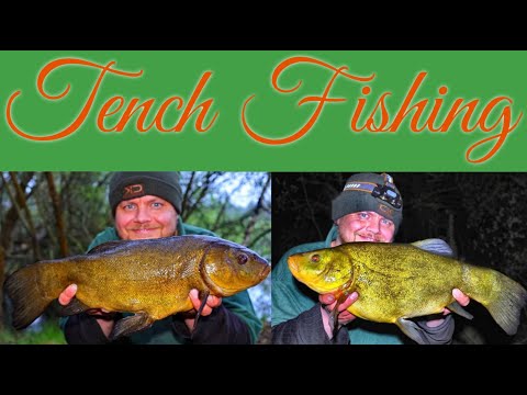 Tench Fishing  - Spring Tench! (Video 186)