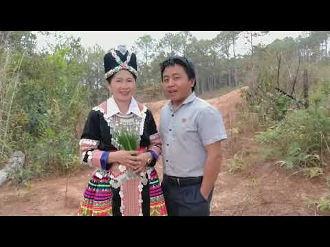 Pov kwm & paj yeeb ham kwv txhiaj nraug hmoob dawb nkauj hmoob ntsuab