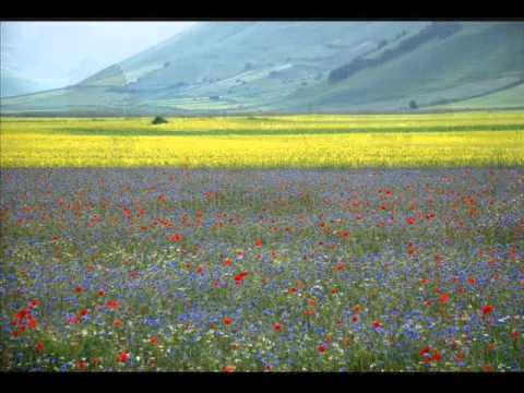 Reflexões de um Xamã