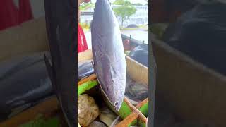 Download lagu Arief bagai orang terbuang #music #jualikansegar #jualikan #videopendek #videoshort #fypyoutube mp3 Download lagu Arief bagai orang terbuang #music #jualikansegar #jualikan #videopendek #videoshort #fypyoutube mp3