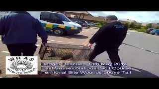 East Sussex National Golf Course Badger 13th May 2014