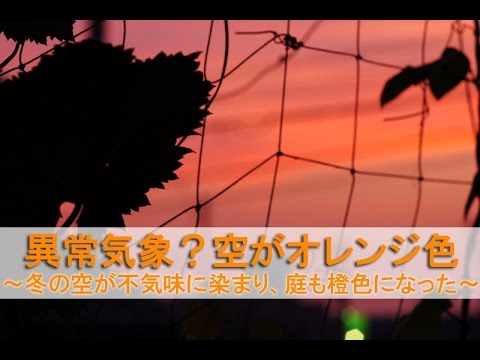 オレンジ色の熱波警報: この夏、庭を暑さから守るにはどうすればよいですか?実践すべき6つの効果的なヒント!  庭園