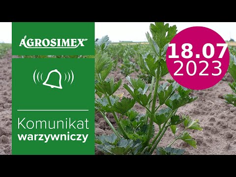 Najnowsze zalecenia w uprawie selera - komunikat warzywniczy | Agrosimex