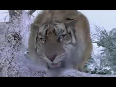 baubali 2 tiger fighting