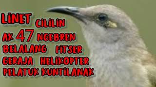 Download lagu Masteran Burung Cucak Kombok Tembakan Cililin AK47 Belalang Helikopter Gereja Pelatuk Kuntilanak mp3