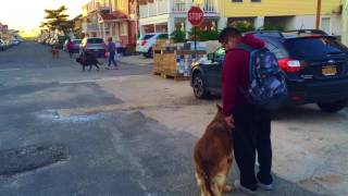 Download Lagu Long Island/Connecticut Dog Trainer: German Shepard with Amazing Obedience: Best Dog Trainers NY CT Thumbnail