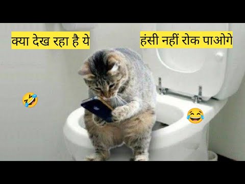 Funny Cats Videos 2022 _ Best Funny Cats _ Muntasir Editor 😂
