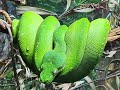 6 TYPES OF GREEN SNAKES