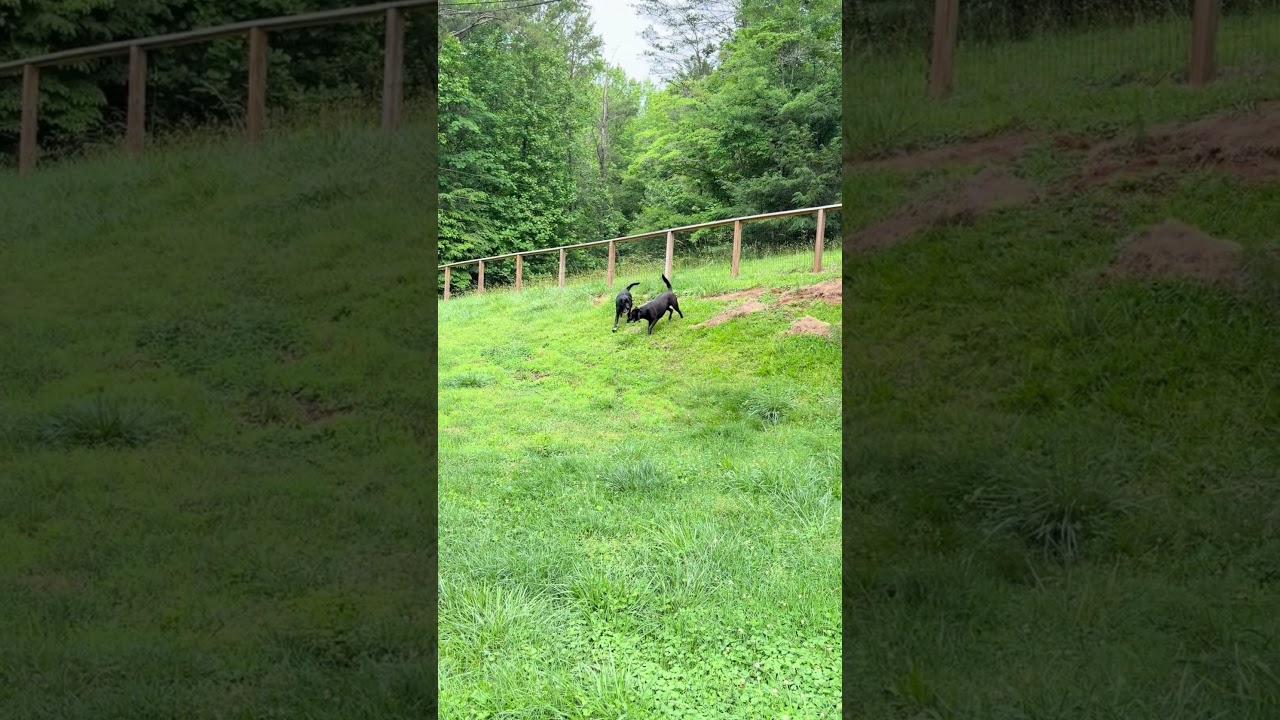 Enlarge Taurita, a Adoptable mixed breed in Ellijay, GA video 2/2