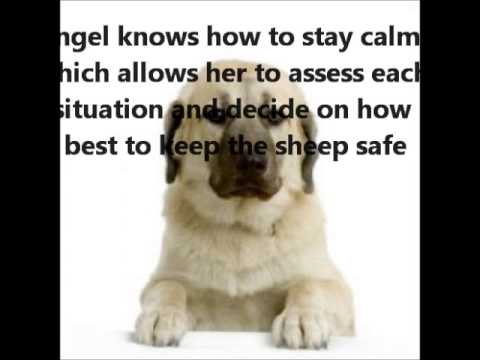 Anatolian Shepherd