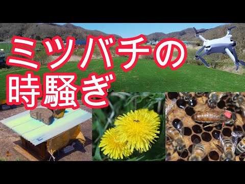 経済学科 晴蜂雨読㉒ ／ミツバチの時騒ぎ (2024年4月、その2)／山崎亮一／日英字幕付き／Orientation flight of bees (April 2024, Part 2)／Eng sub