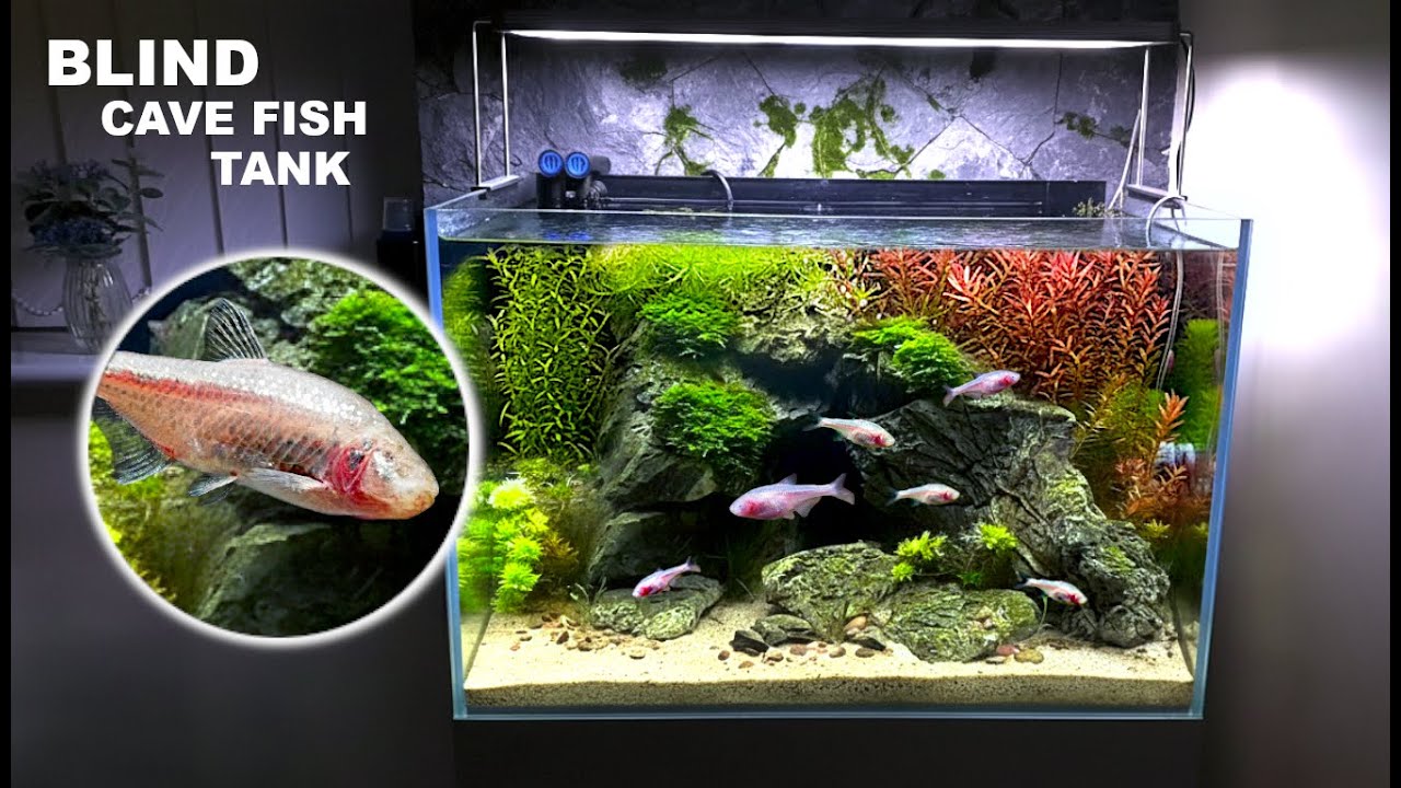 Making A Mystical Cave Aquarium For BLIND FISH!