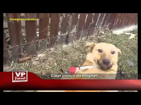 Cățel chinuit de hingheri