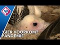 Pleegkuikens moeten bedreigde gieren redden - OMROEP WEST