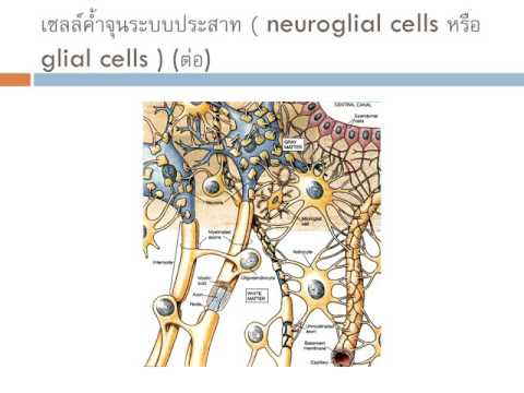 กลากรักษาครีม ยาสำหรับการรักษาโรคสะเก็ดเงินที่เล็บ