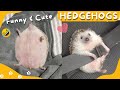 🦔😂 Funny and Cute Hedgehog Videos Compilation #4