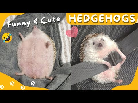🦔 compilation de vidéos de hérissons drôles et mignons