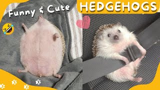 Miniature vidéo