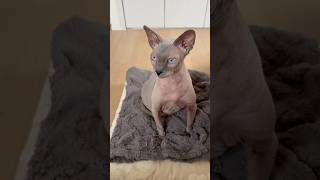 綺麗な目の色をしている猫スルタン【スフィンクス】