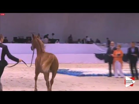 International Dubai 2016- Yearling colts championship